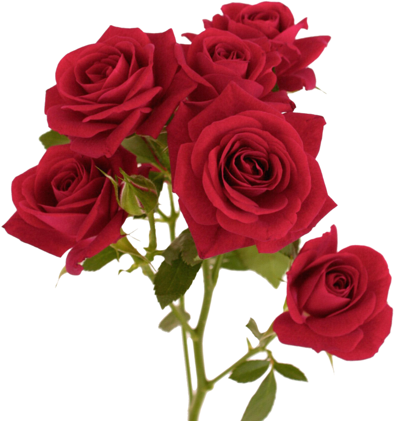 rose_cc